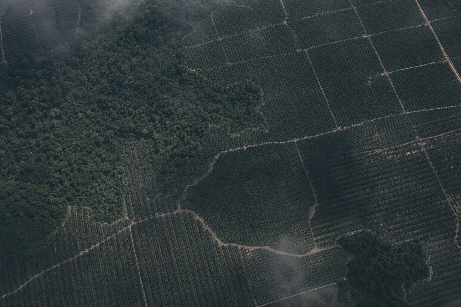 Oil Palm — aerial view of production landscape