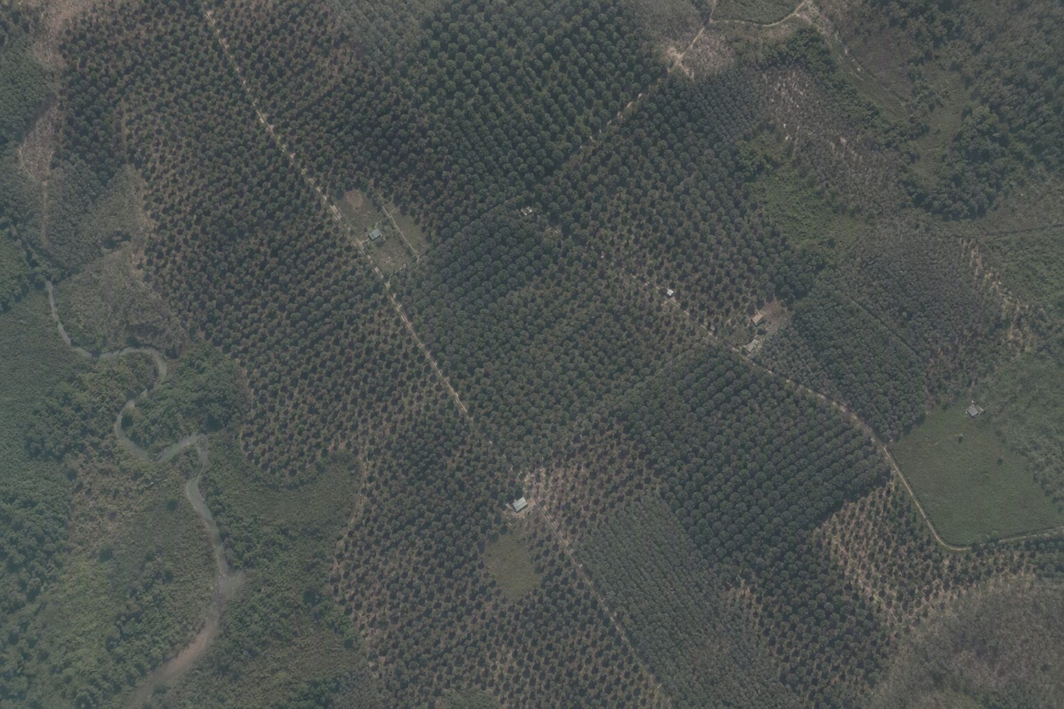 Rubber — aerial view of production landscape